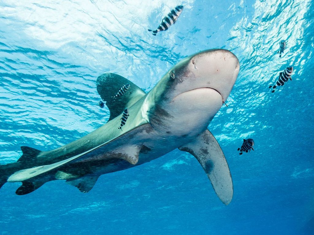 Hurghada Shark Attack 2024: What Happened and How to Stay Safe